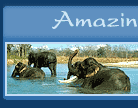 Amazing India Holidays Pvt. Ltd.