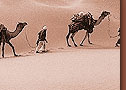 Amazing India Holidays Pvt. Ltd.