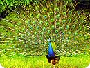 Pecock, India's National Bird