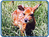 Deer, Kanha National Park