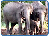 Elephant Safari, Kanha National Park