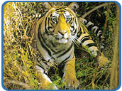 Tiger, Bandhavgarh