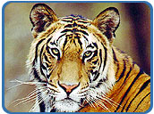 Tiger, Rantmabore
